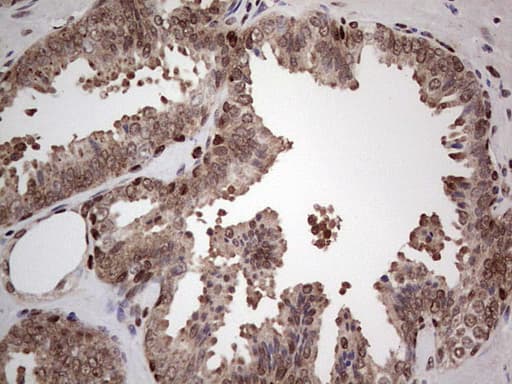PCNA Antibody (clone OTI13G4)