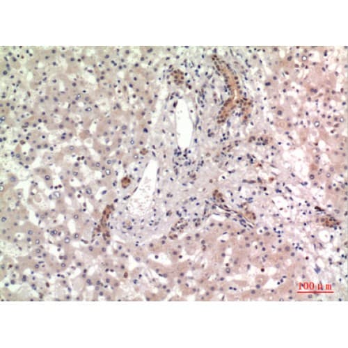 ANPEP / CD13 Antibody (881-930 aa, C-terminal)