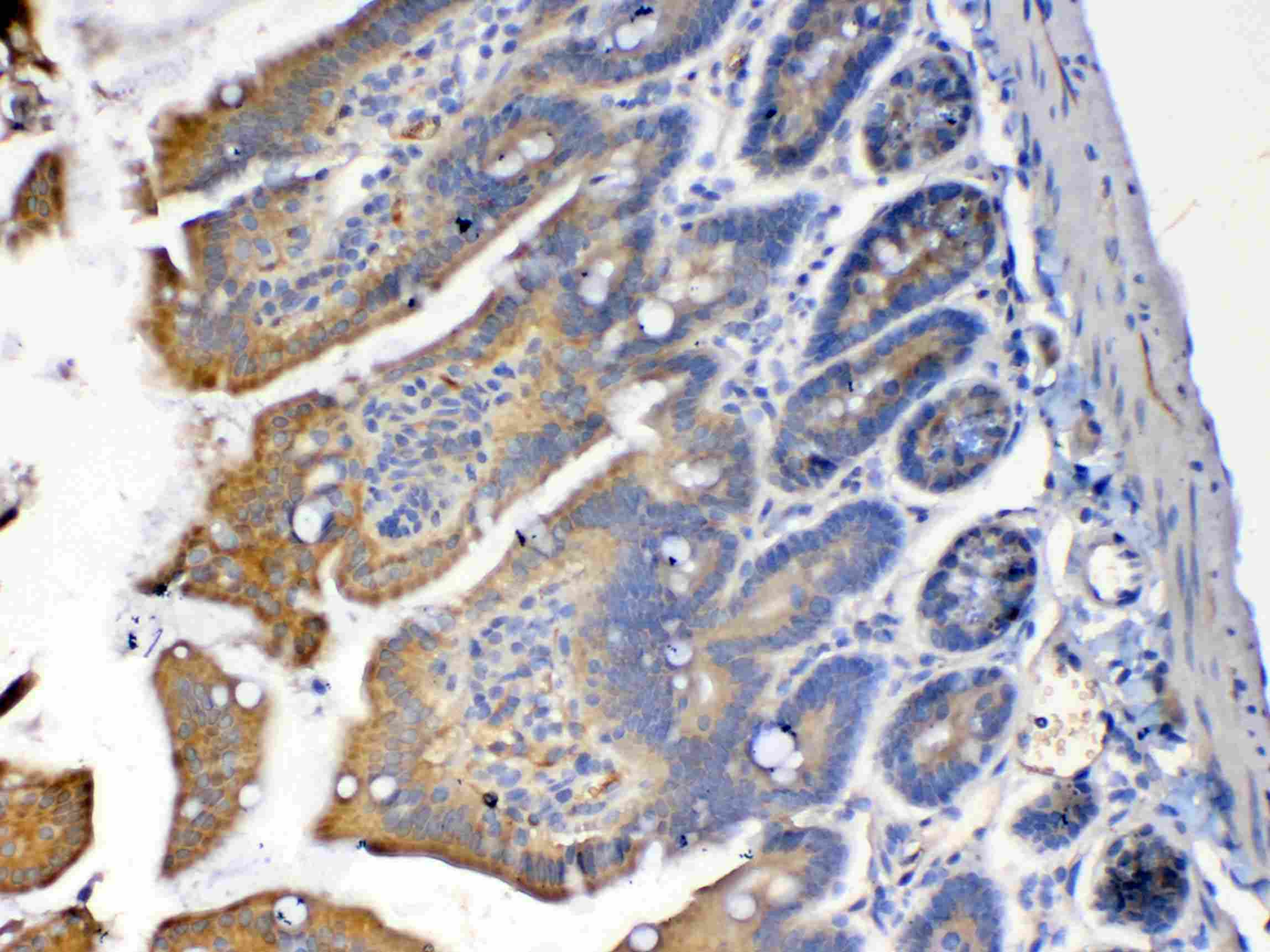 PON1 / ESA Antibody