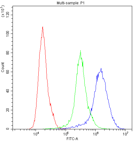 Polyclonal Rabbit anti-Human NFATC1 / NFAT2 Antibody (IHC, WB)