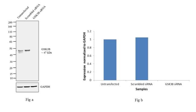 GSK3B / GSK3 Beta Antibody (clone 3D10)