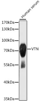 VTN / Vitronectin Antibody