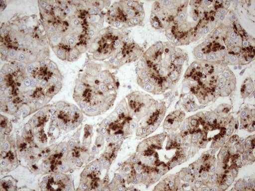 KCTD9 Antibody (aa1-223, clone OTI2G8, Carrier-free)