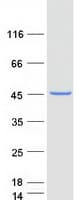Human MRPL38 Protein (Recombinant Myc-DDK (Flag))