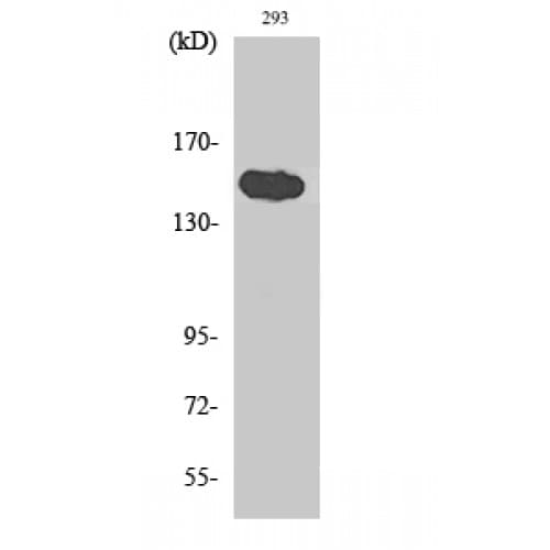 TNKS1BP1 / TAB182 Antibody (1570-1650 aa, C-terminal)
