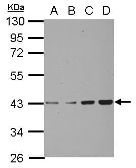 Polyclonal Rabbit anti-Human Chondroadherin / CHAD Antibody (IHC, WB)