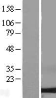 DYNLL2 Protein (Over-Expression Lysate Myc-DDK (Flag))