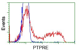 PTPRE / PTP Epsilon Antibody (clone OTI2C11)