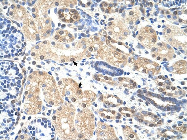 PRMT5 Antibody (aa21-70, Biotin)