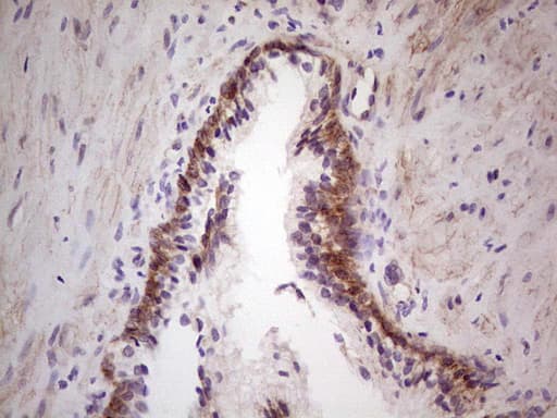 LAMA4 / Laminin Alpha 4 Antibody (aa25-270, clone OTI5G8)
