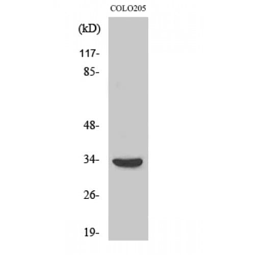 MYD88 Antibody (Internal)