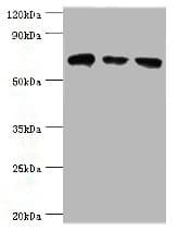 Polyclonal Rabbit anti-Human HSPA2 Antibody (aa400-639, IHC, WB)