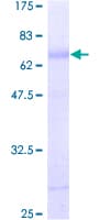 Human KCNN3 / SK3 Protein (Recombinant GST)