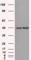 LEMD3 / MAN1 Antibody (clone OTI3H2)