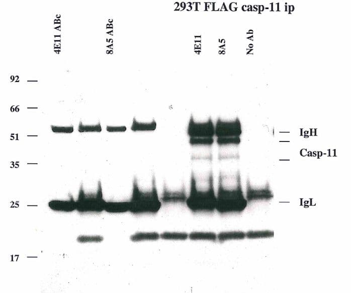 CASP4 / Caspase 4 Antibody (clone 4E11)