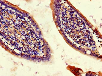 NAF-1 / CISD2 Antibody