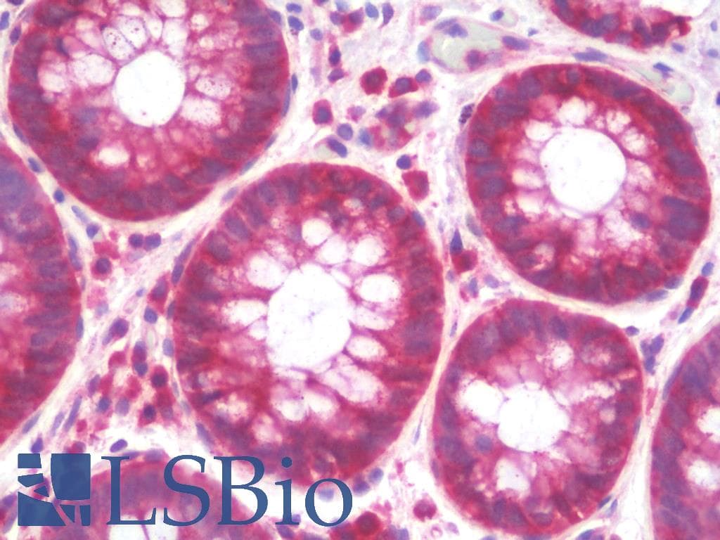 IHC-plus™ RPL26L1 Antibody (aa96-145)