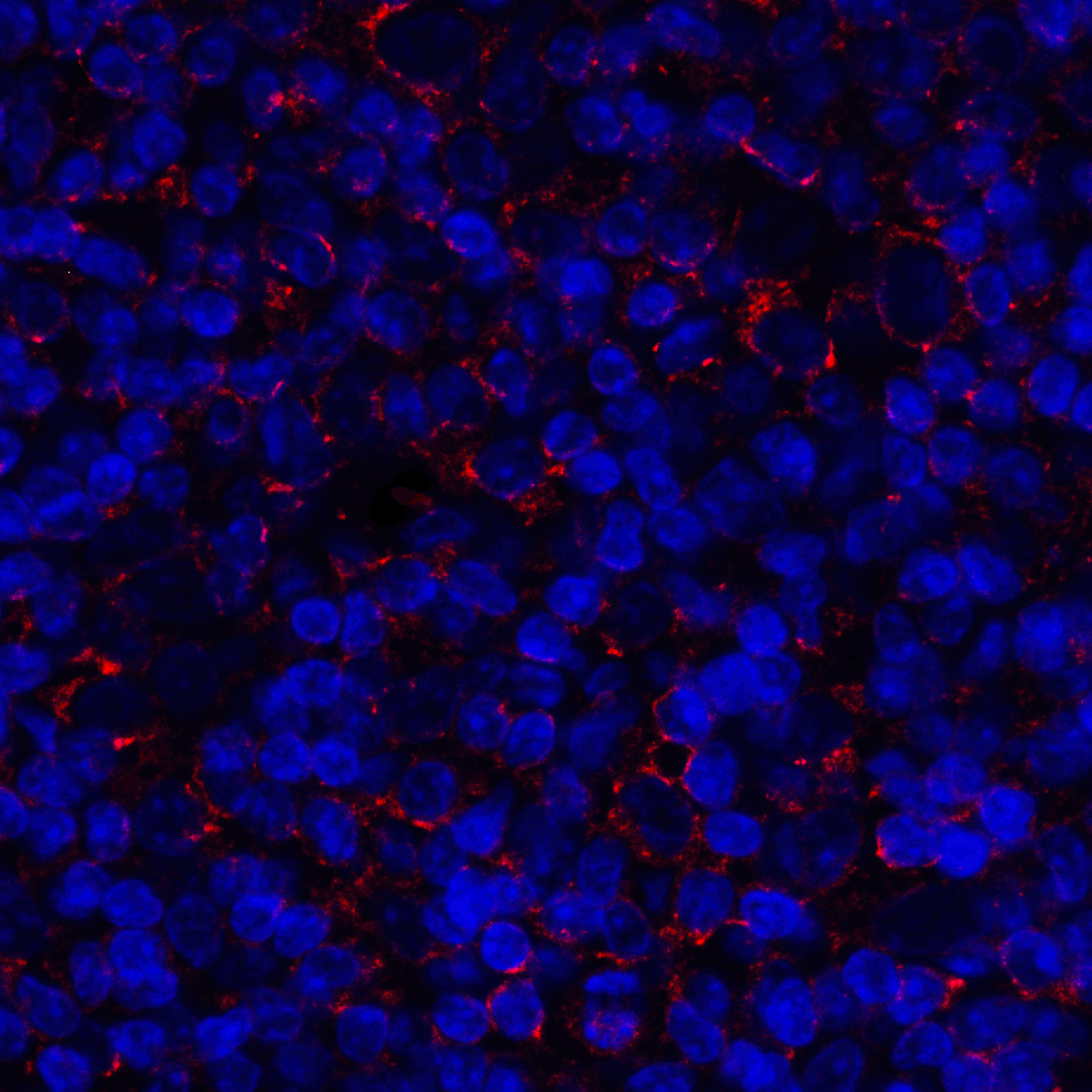 CD80 Antibody (clone 12D9)