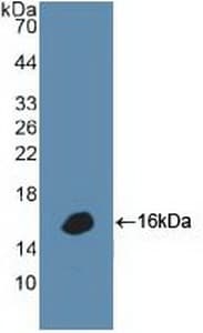 DEFA1 / Defensin Alpha 1 Antibody (aa20-94, APC)