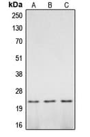 CASP2 / Caspase 2 Antibody (Internal)