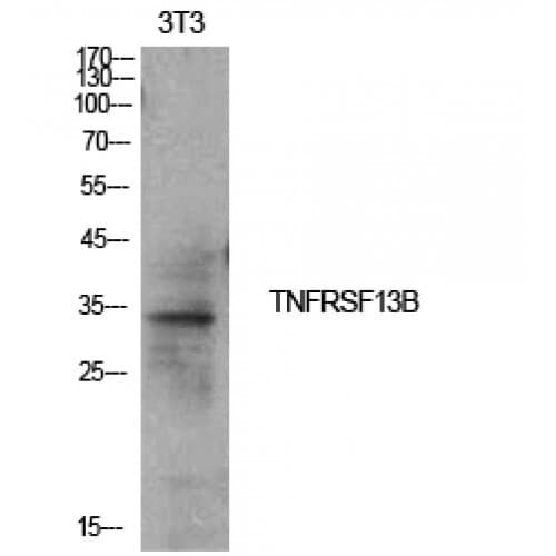 Polyclonal Rabbit anti-Human TNFRSF13B / TACI Antibody (81-130 aa, Internal, WB)