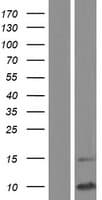 SCGB1D1 Protein (Over-Expression Lysate Myc-DDK (Flag))