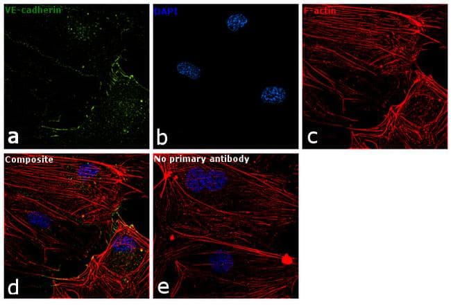 Monoclonal Mouse anti-Human CD144 / CDH5 / VE Cadherin Antibody (clone 16B1, IHC, IF, WB)