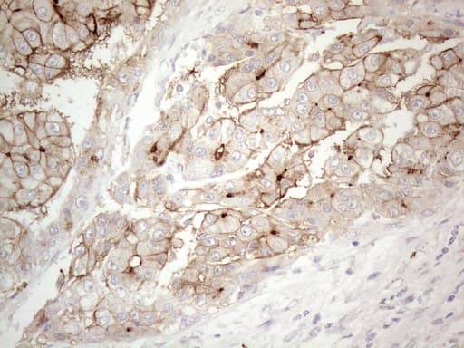 NPPB / BNP Antibody (aa27-102, clone OTI11G4)
