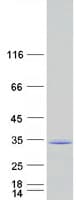 Human APOA1 / Apolipoprotein A 1 (Recombinant Myc-DDK (Flag))