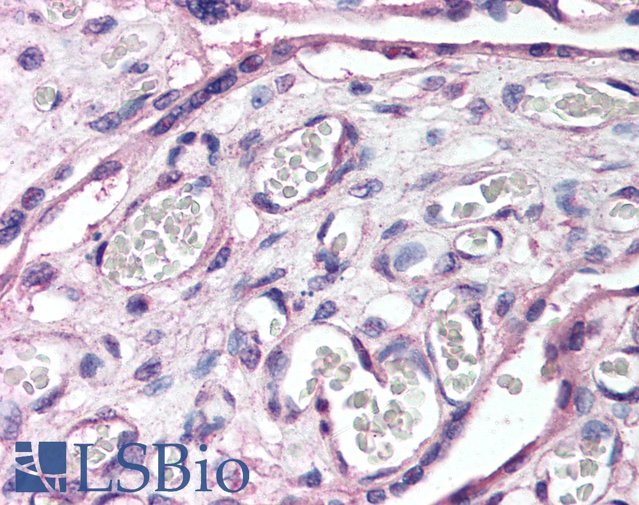 ROBO4 Antibody (Internal, DY488)