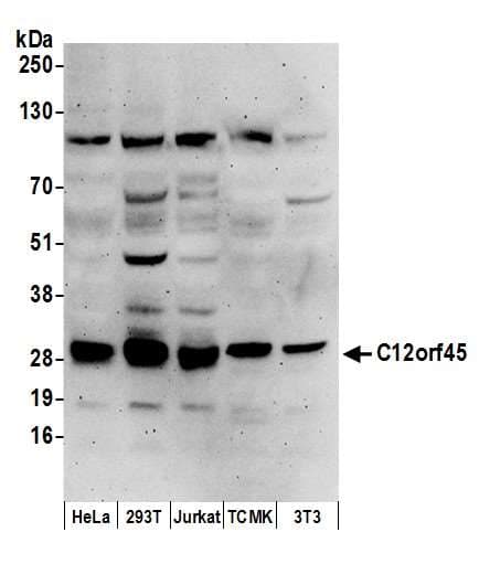 C12orf45 Antibody (aa135-185)