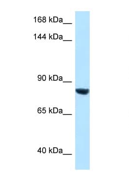 DACT1 / DAPPER Antibody (aa673-722)