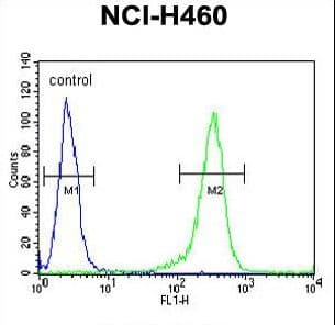 Polyclonal Rabbit anti-Human CD2BP2 Antibody (aa24-52, IHC, WB)