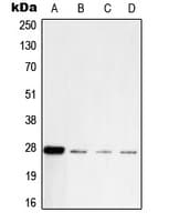 IHC-plus™ UCHL1 / PGP9.5 Antibody (C-Terminus)