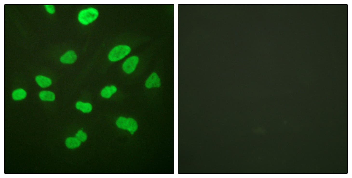 IHC-plus™ Histone H4 Antibody (aa15-64)