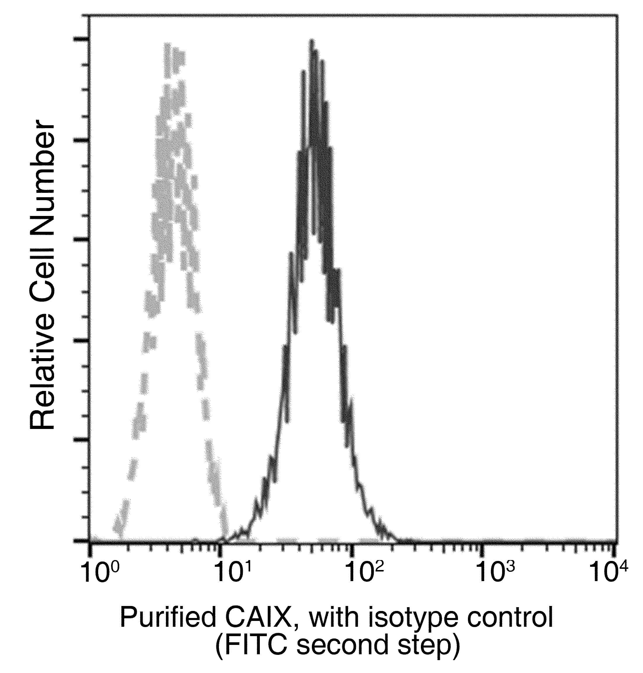 Monoclonal Rabbit anti-Human CA9 / Carbonic Anhydrase IX Antibody (clone 053, Preservative Free)