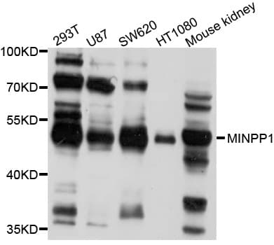 MINPP1 Antibody