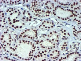 USP7 / HAUSP Antibody (clone OTI1F12, Carrier-free)