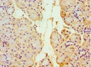 TXN2 / Thioredoxin 2 Antibody (aa1-166)