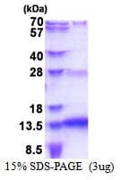 Human SNURF Protein (Recombinant His)