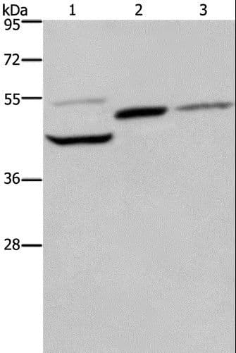 CYR61 Antibody