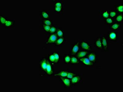 DLEU1 Antibody