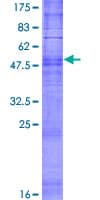 Human OR2A12 Protein (Recombinant GST)