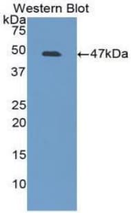IL6 / Interleukin 6 Antibody (aa27-241, Cy3)