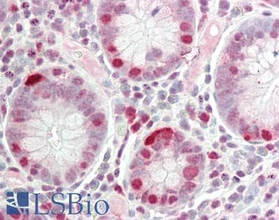 Polyclonal Rabbit anti-Mouse RAPGEF2 Antibody (FITC, aa1274-1323, IHC, WB)