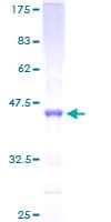 Human POLR1D Protein (Recombinant GST)