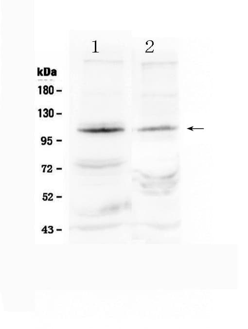 Polyclonal Rabbit anti-Human HIF2A / EPAS1 Antibody (aa282-301, WB)