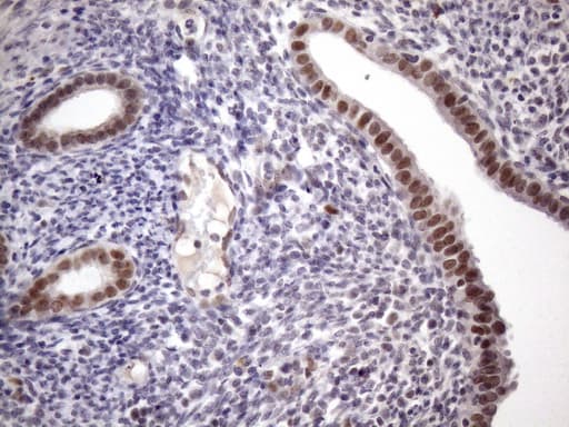 ZC3H8 Antibody (clone OTI4H5)