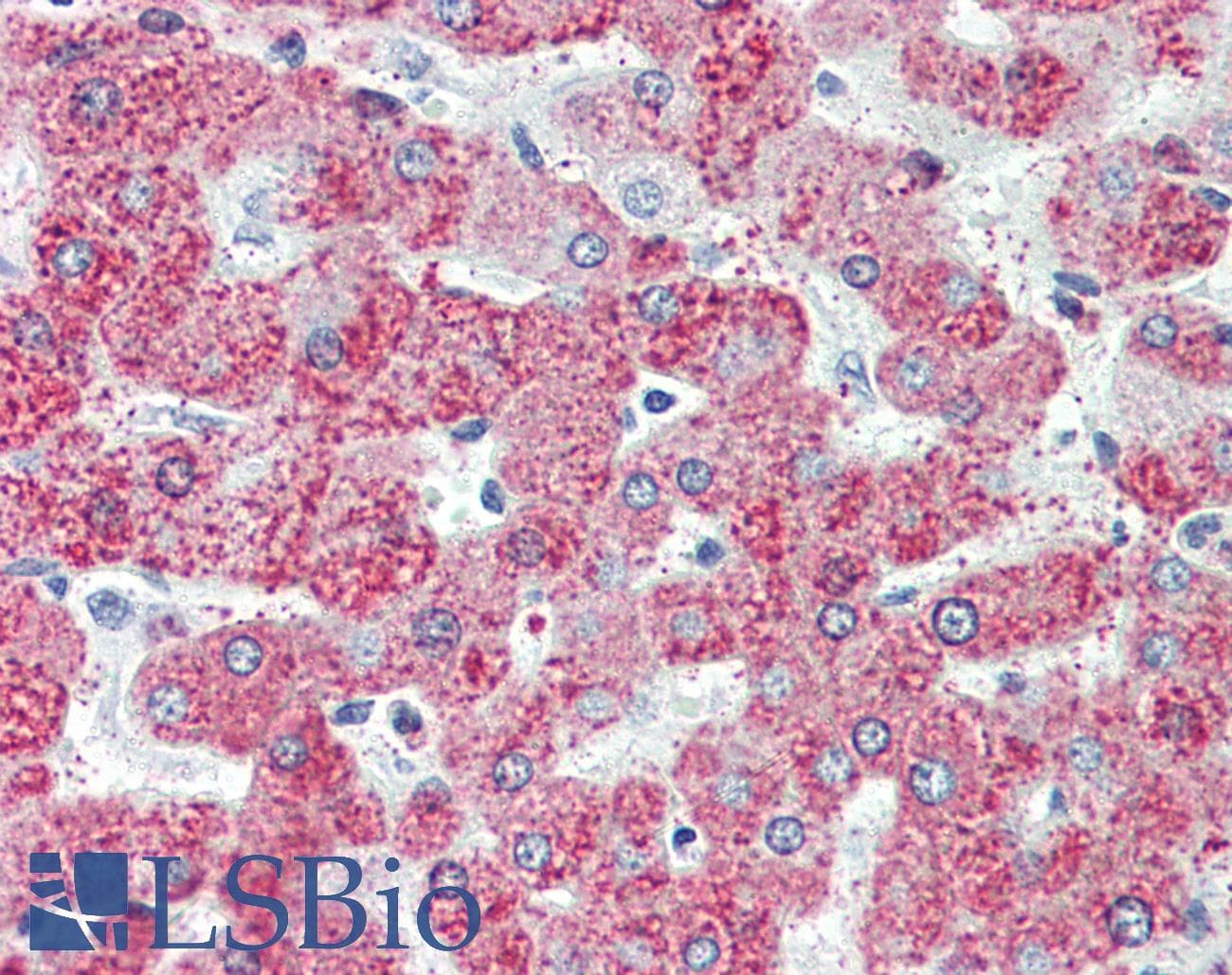 IHC-plus™ TAOK1 / TAO1 Antibody (C-Terminus)