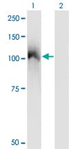 Monoclonal Mouse anti-Human c-CBL Antibody (clone 6D12, WB)